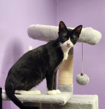 Domestic Short Hair Cats Available for Adoption - Flora (the Fearless) | PetCurious