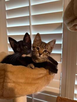 Jerry -  Domestic Short Hair Cat for Adoption in Oceanside, California - Jerry | PetCurious