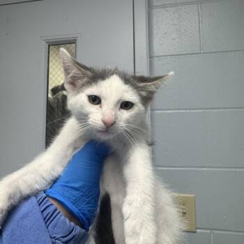 Florian -  Domestic Short Hair Cat for Adoption in Indianapolis, Indiana - Florian | PetCurious