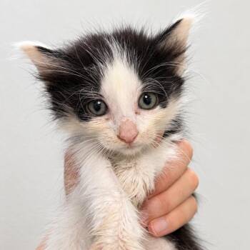Easel 28 -  Domestic Short Hair Cat for Adoption in Austin, Texas - Easel 28 | PetCurious