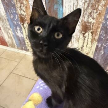Rescue Domestic Short Hair Cats for Adoption in Boulder, Colorado - Lizzie | PetCurious