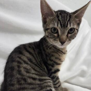 Domestic Short Hair Cats Available for Adoption in Brea, California - Jamaica | PetCurious