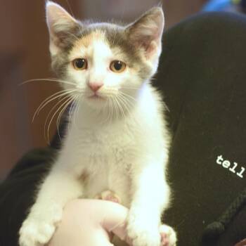 Ru -  Domestic Short Hair Cat for Adoption in Belleville, Illinois - Ru | PetCurious