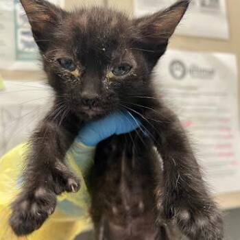 Domestic Short Hair Cats Available for Adoption in Las Vegas, Nevada - RICHARD | PetCurious