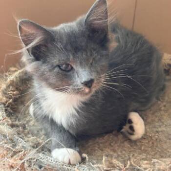 Rescue Russian Blue Cats for Adoption in West Bloomfield Township, Michigan - Mabel | PetCurious