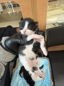 Boulangerie -  Domestic Medium Hair and Domestic Short Hair Cat for Adoption in Chamblee, Georgia - Boulangerie | PetCurious