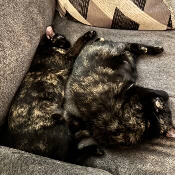 American Shorthair Cats Available for Adoption in North Kingstown, Rhode Island - Weenie And Jelly (Bonded Females) | PetCurious