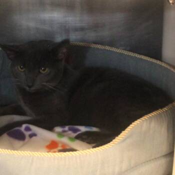 Rescue Domestic Short Hair Cats for Adoption in Syracuse, New York - Zeppelin | PetCurious