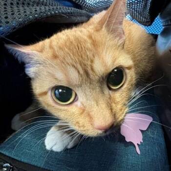 Kensie -  Domestic Short Hair Cat for Adoption in Long Beach, California - Kensie | PetCurious