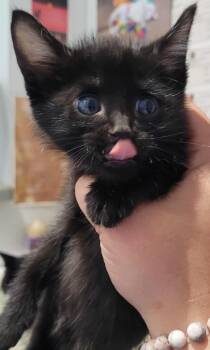 Rescue Domestic Short Hair Cats for Adoption in Republic, Missouri - Erebas | PetCurious