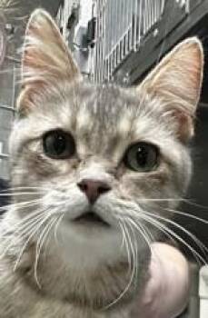 Domestic Short Hair Cats Available for Adoption in Lansing, Michigan - Owl  | PetCurious