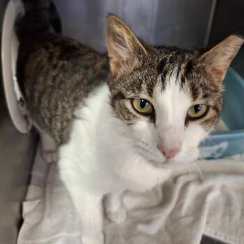Domestic Short Hair Cats Available for Adoption in Lakeland, Florida - Kiki | PetCurious