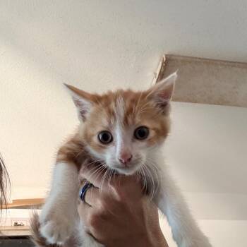 Enzo -  Domestic Short Hair Cat for Adoption in Yucaipa, California - Enzo | PetCurious