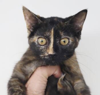 Sparkles is going to ignite your love with her kisses - OLD ENOU -  Tortoiseshell and Maine Coon Cat for Adoption in Bedford Hills, New York - Sparkles Is Going To Ignite Your Love With Her Kisses - OLD ENOU | PetCurious