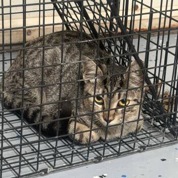 TUSC-Wildlife-85879 -  Domestic Short Hair Cat for Adoption in Tuscaloosa, Alabama - TUSC-Wildlife-85879 | PetCurious