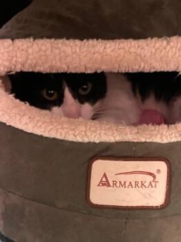 Domestic Short Hair Cats Available for Adoption - Rico | PetCurious