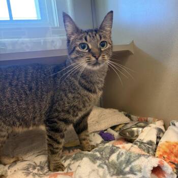 Fairy Godmother -  Domestic Short Hair Cat for Adoption in Gloucester, Virginia - Fairy Godmother | PetCurious