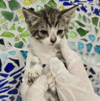 CHEVRON -  Domestic Short Hair Cat for Adoption in Pensacola, Florida - CHEVRON | PetCurious