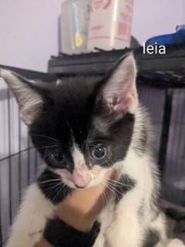 Leia -  Domestic Short Hair Cat for Adoption in Ruskin, Florida - Leia | PetCurious