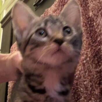 Opal -  Domestic Short Hair Cat for Adoption in Dekalb, Illinois - Opal | PetCurious