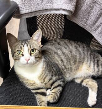 Oscar -  Domestic Short Hair Cat for Adoption in Mansfield, Texas - Oscar | PetCurious