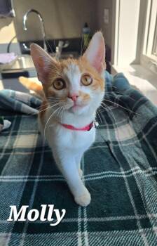 Molly -  Domestic Short Hair Cat for Adoption in Sidney, Ohio - Molly | PetCurious