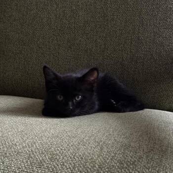 Domestic Short Hair Cats Available for Adoption in Eagle Mountain, Utah - Kitty Wixom | PetCurious