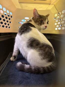 Domestic Medium Hair Cats Available for Adoption - IGGY | PetCurious