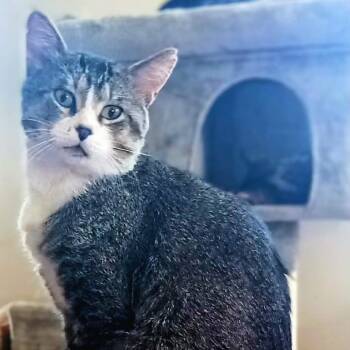 Sir Henry Pringle -  Domestic Short Hair Cat for Adoption in Rochester, Minnesota - Sir Henry Pringle | PetCurious