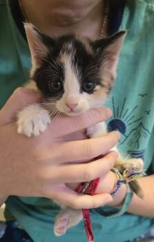 Rescue Domestic Short Hair Cats for Adoption in Davidson, North Carolina - Jasmine | PetCurious