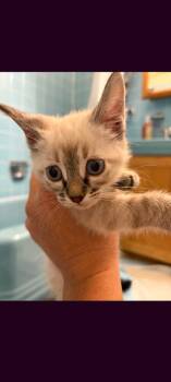 Tarot -  Domestic Short Hair Cat for Adoption in Parker, Colorado - Tarot | PetCurious