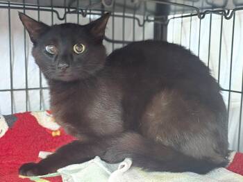 Bigfoot -  Domestic Short Hair Cat for Adoption in Dickson, Tennessee - Bigfoot | PetCurious