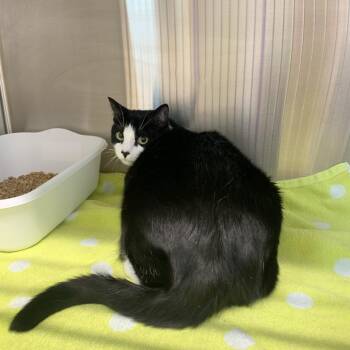 Oreo/Figero -  Domestic Short Hair Cat for Adoption in Morganton, North Carolina - Oreo/Figero | PetCurious