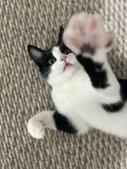 Rescue Domestic Short Hair Cats for Adoption - Whip | PetCurious