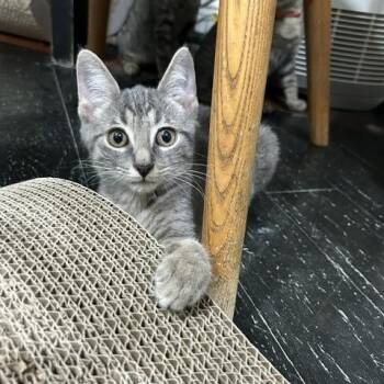 Breece -  Domestic Short Hair Cat for Adoption in East Brunswick, New Jersey - Breece | PetCurious