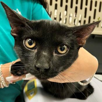 Squid -  Domestic Short Hair Cat for Adoption in Las Cruces, New Mexico - Squid | PetCurious