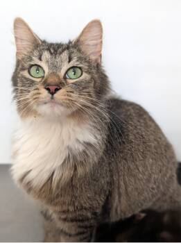 Wren -  Domestic Long Hair Cat for Adoption in Murfreesboro, Tennessee - Wren | PetCurious