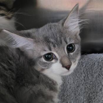 Kaito -  Domestic Short Hair Cat for Adoption in Las Vegas, Nevada - Kaito | PetCurious