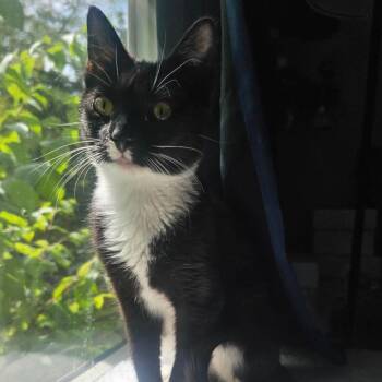 Luis -  Domestic Short Hair Cat for Adoption in Woodbury, New Jersey - Luis | PetCurious