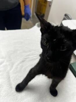 The Magician -  Domestic Short Hair Cat for Adoption in Sacramento, California - The Magician | PetCurious