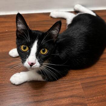 Tuxie -  Domestic Short Hair Cat for Adoption in Tustin, California - Tuxie | PetCurious