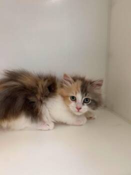 Plume -  Domestic Long Hair Cat for Adoption in Delson, Quebec - Plume | PetCurious