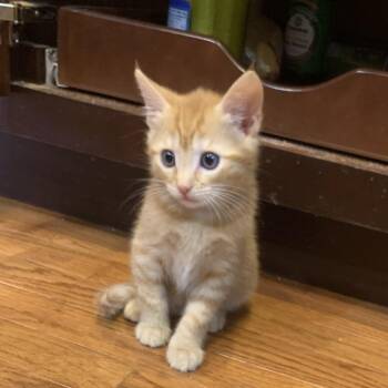 Bubba -  Domestic Short Hair Cat Available for Adoption in Chattanooga, Tennessee - Bubba | PetCurious