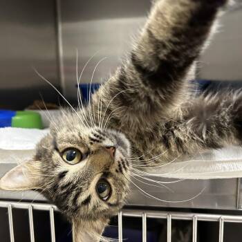 Rescue Domestic Long Hair Cats for Adoption in La Grange Park, Illinois - Lilly | PetCurious