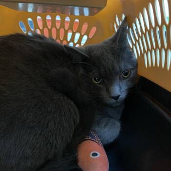 Domestic Short Hair Cats Available for Adoption in Lynchburg, Virginia - Tortilla | PetCurious