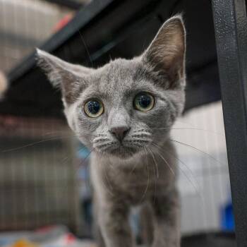 Ashley -  Domestic Short Hair Cat for Adoption in Bradenton, Florida - Ashley | PetCurious