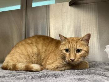 Dave -  Domestic Short Hair Cat for Adoption in Stratham, New Hampshire - Dave | PetCurious