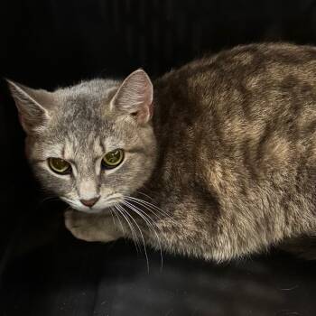 Rescue Domestic Short Hair Cats for Adoption in Allentown, Pennsylvania - Lyla | PetCurious