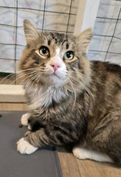 Ziggy -  Domestic Medium Hair Cat for Adoption in Vancouver, Washington - Ziggy | PetCurious