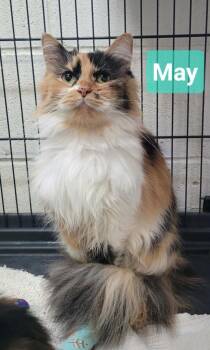 May -  Domestic Medium Hair Cat for Adoption in Richmond, Indiana - May | PetCurious
